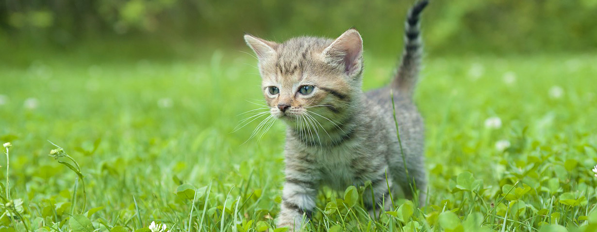 Katzennachwuchs – Die ersten Schritte ins Leben