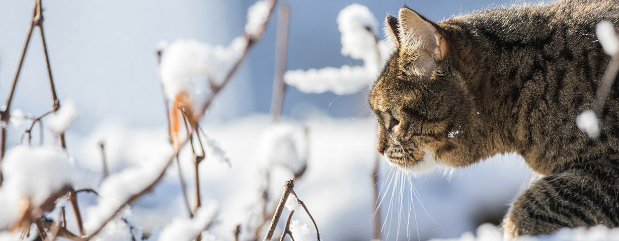 Pfotenstrecke: 10 Katzen im Schnee