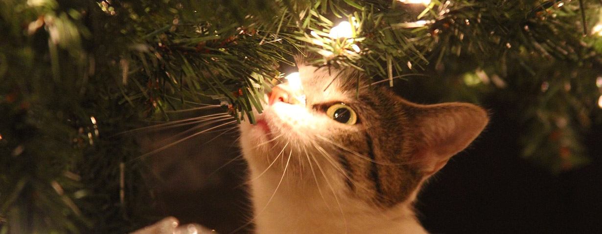 Tiere gehören nicht unter den Weihnachtsbaum