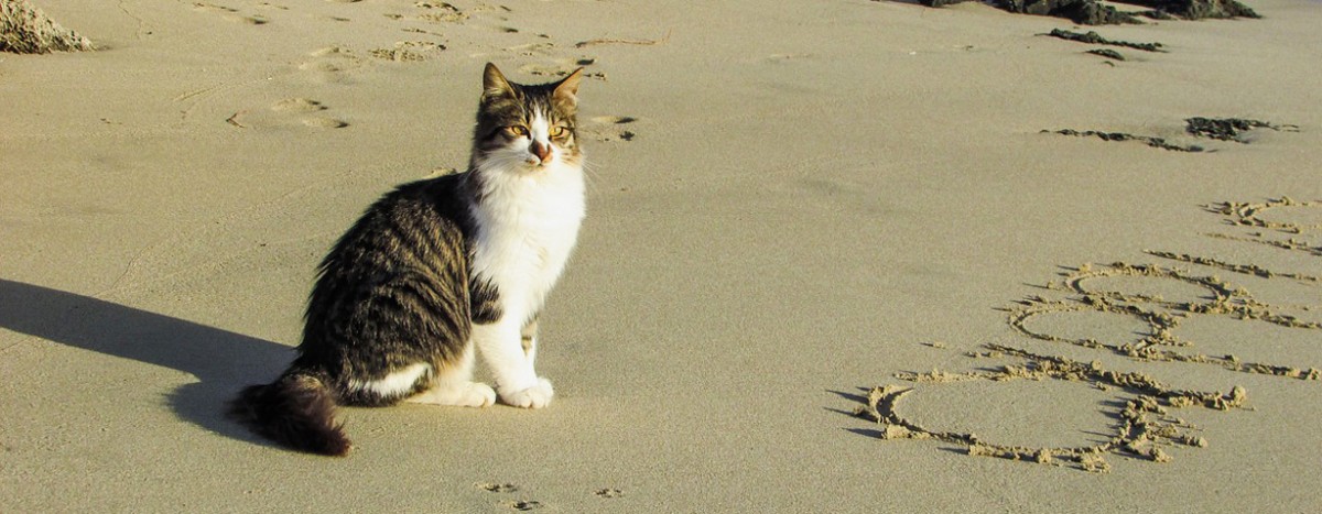 pfotenstrecke 10 katzen die urlaub am strand machen