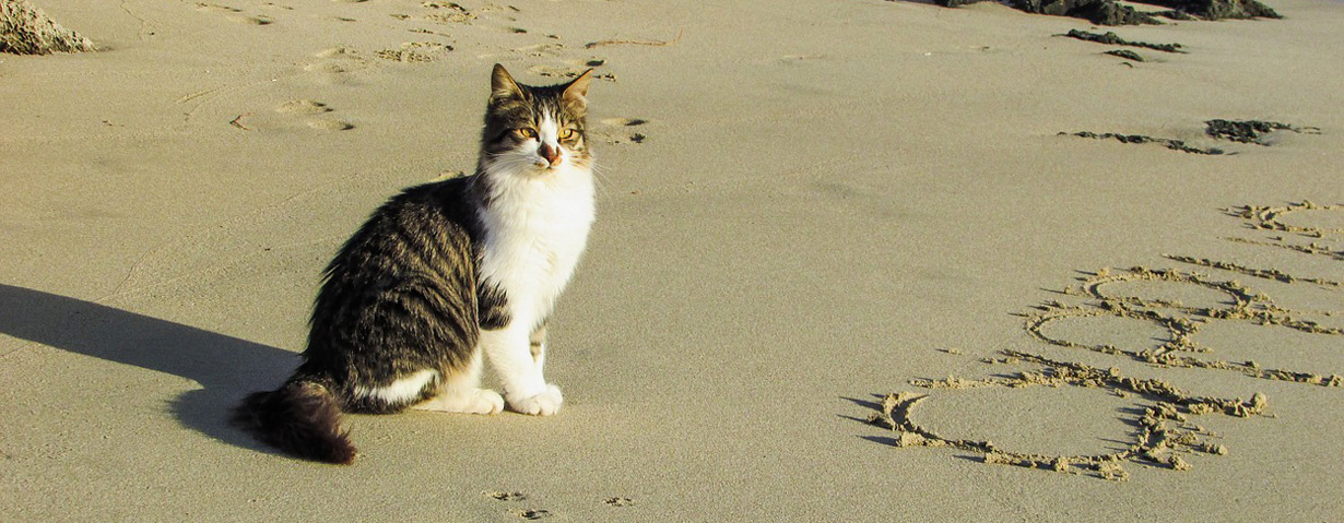 Pfotenstrecke: 10 Katzen, die Urlaub am Strand machen