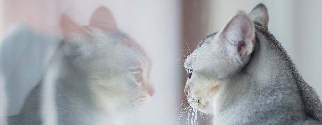 Die richtige Katzentoilette: Standort, Größe, Sauberkeit – PETA-Expertin gibt Tipps
