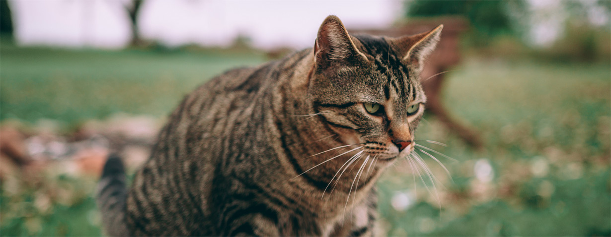 Erste Millionenstadt beschließt Katzenschutzverordnung