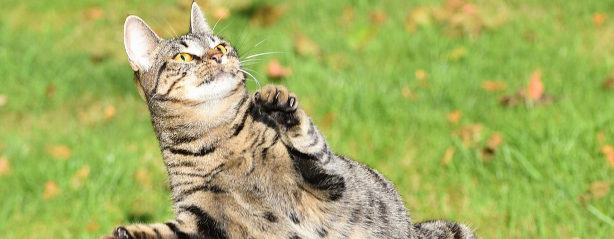 Alles für die Katz‘: Spiel, Spaß und Information mit der Katzenwelt von Bayer