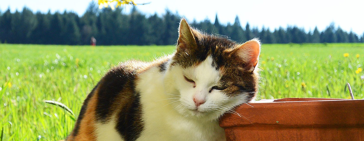 Achtung, Flohzeit! PETA-Expertin gibt Tipps zur Vorbeugung und Behandlung von Flohbefall bei Hund und Katze