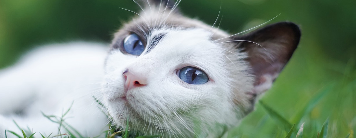 Wie hoch darf der Blutdruck einer Katze sein?