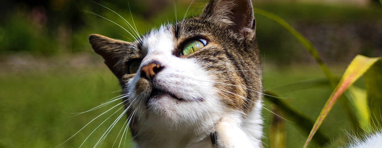 Zeckenschutz für Hund und Katze aus der Apotheke