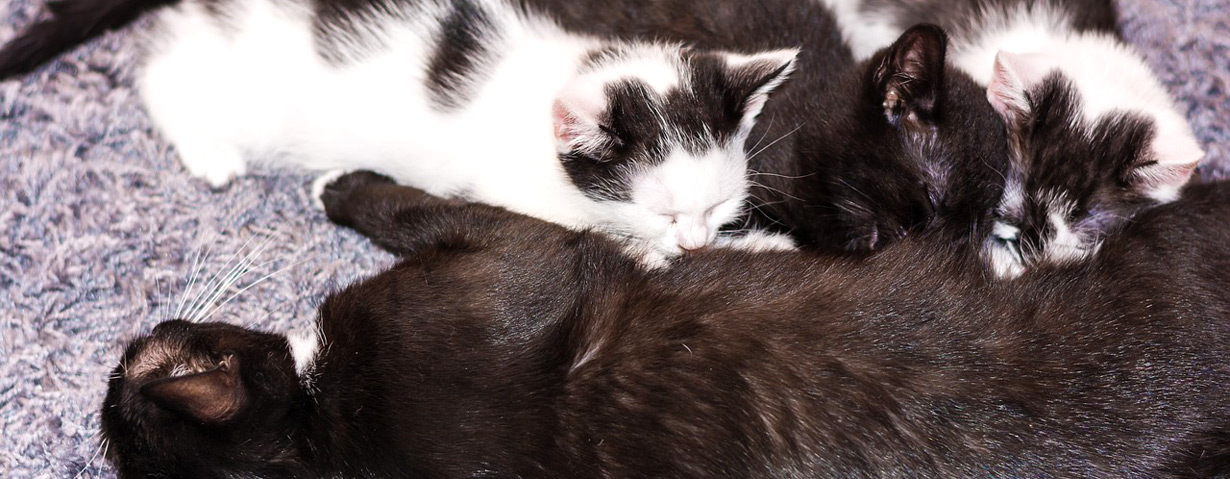 Würmer durch die Muttermilch? So können Katzenwelpen geschützt werden