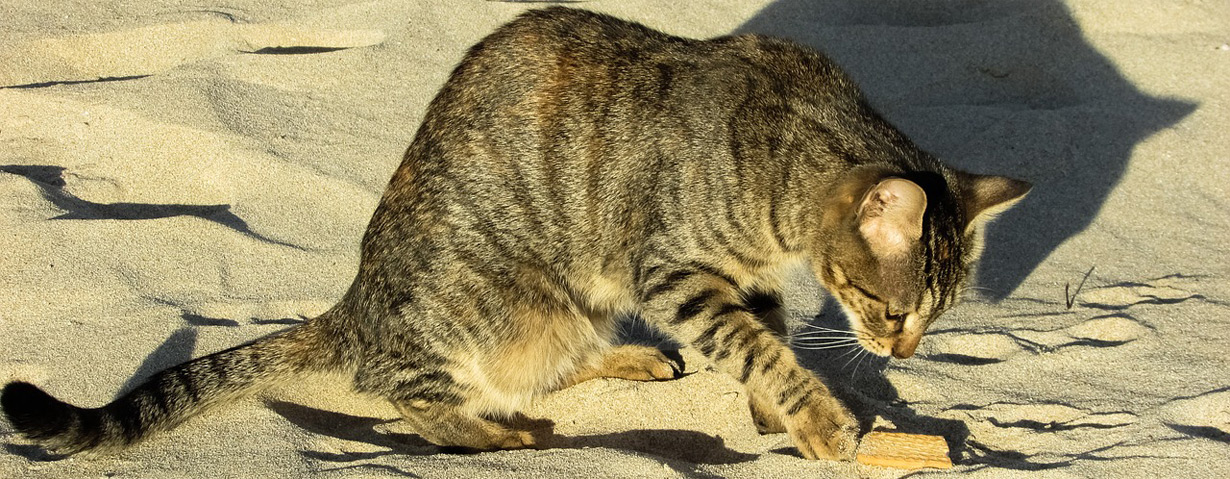 Verbreitung von Würmern verhindern: Pünktlich zur Sandkastensaison Katzen entwurmen