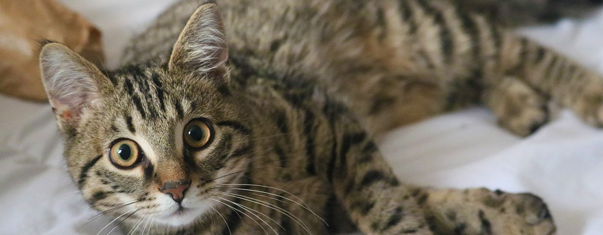 Urlaub geplant? So finden Tierhalter den perfekten Katzensitter – PETA-Expertin gibt Tipps