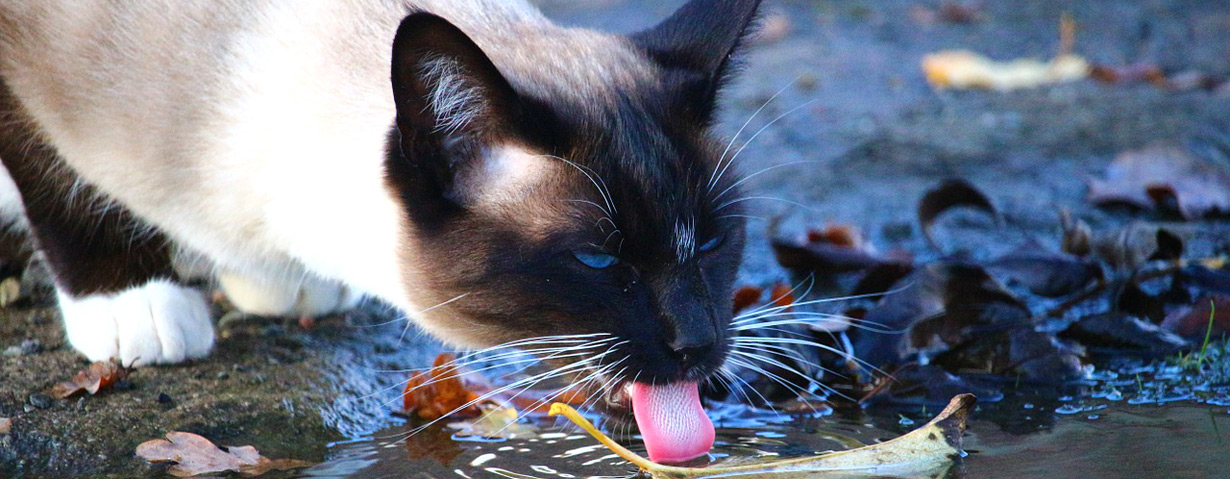 Wie oft im Jahr ist eine Entwurmung für meinen Hund oder meine Katze sinnvoll?