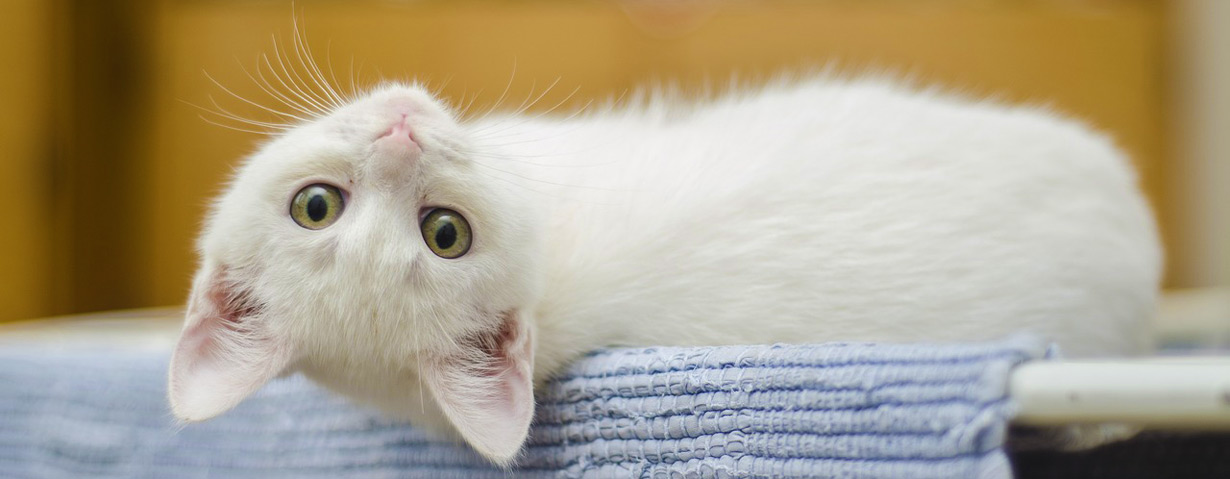 Pfotenstrecke: 10 weiße Katzen
