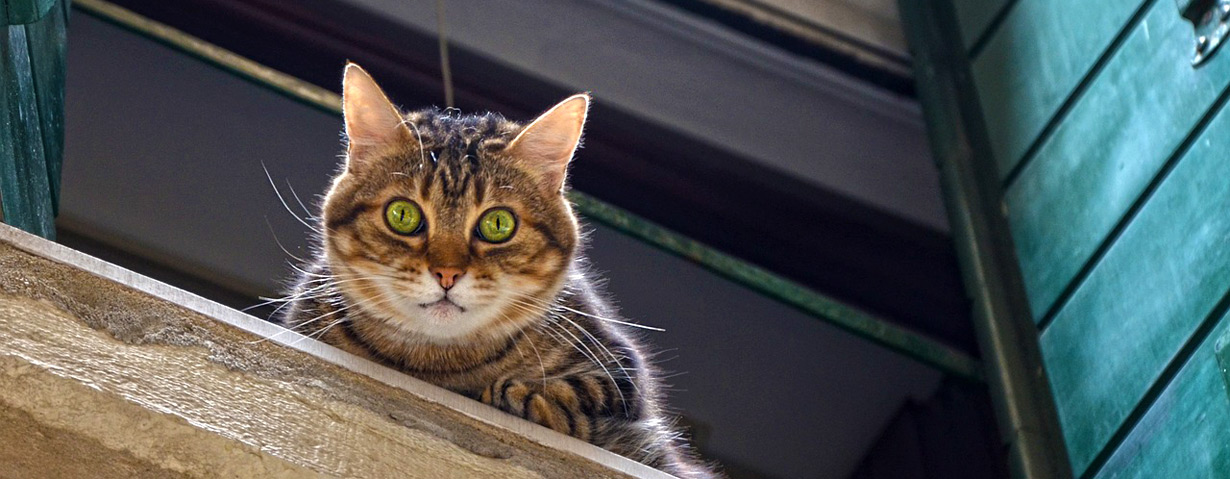 Wenn Miezi verschwunden ist – Die Suche nach entlaufenen Katzen ist Fleißarbeit