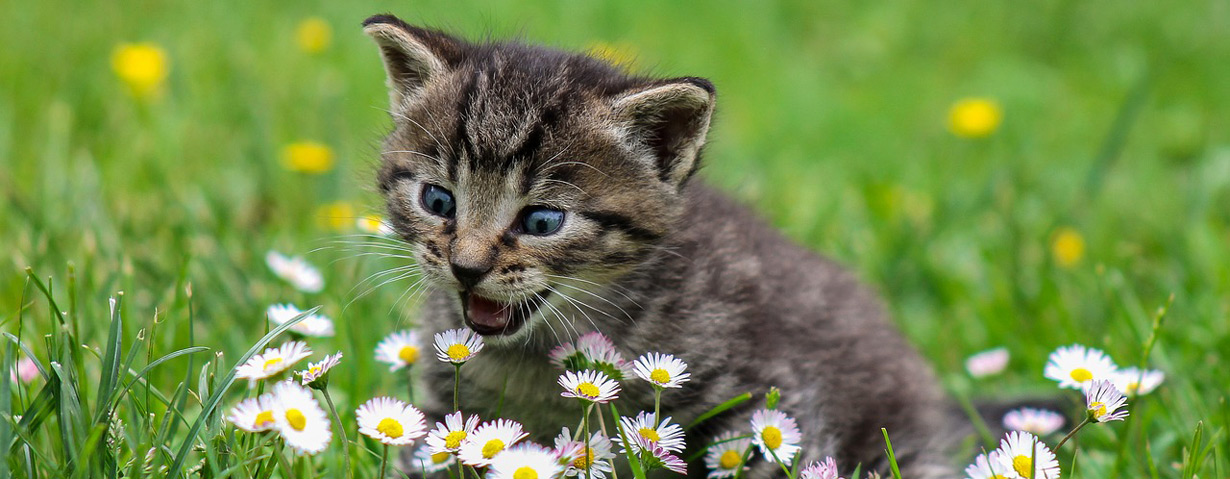 Wenn Hund und Katze eine dicke Lippe riskieren