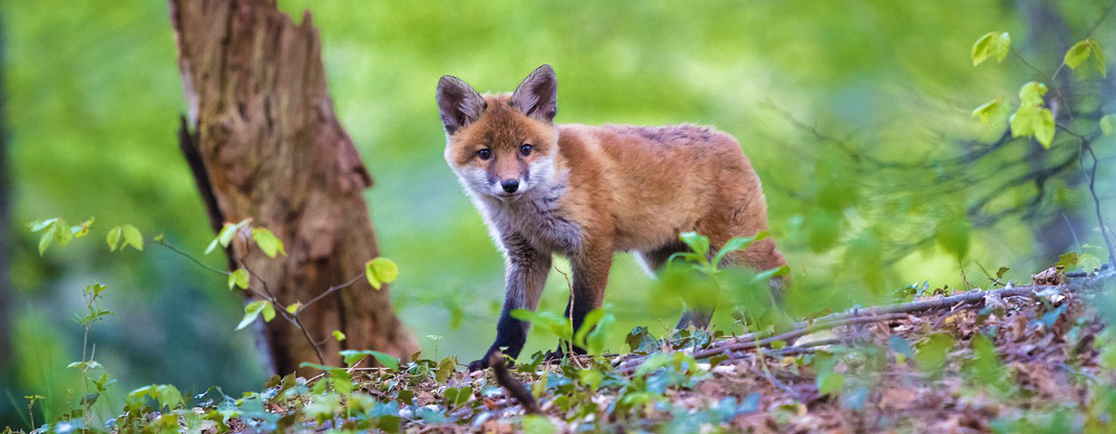 Angst vor Fuchsbandwurm unbegründet: PETA-Expertin klärt über mögliche Risikogruppen und Präventivmaßnahmen auf