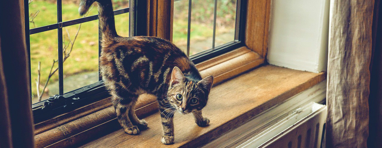 Lebensgefahr für Katzen – gekippte Fenster sind unterschätzte Fallen