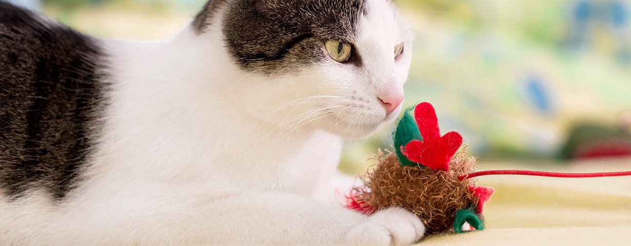 Alles für die Katz? Nähen für das Haustier