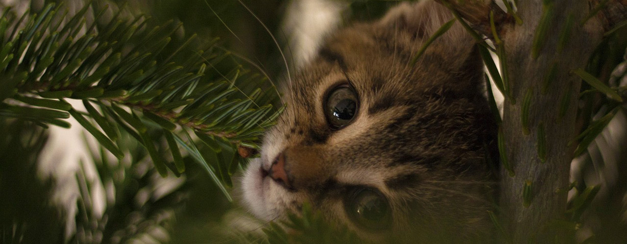 Geschenktipp zum Advent: 24 Katzengeschichten für den Advent