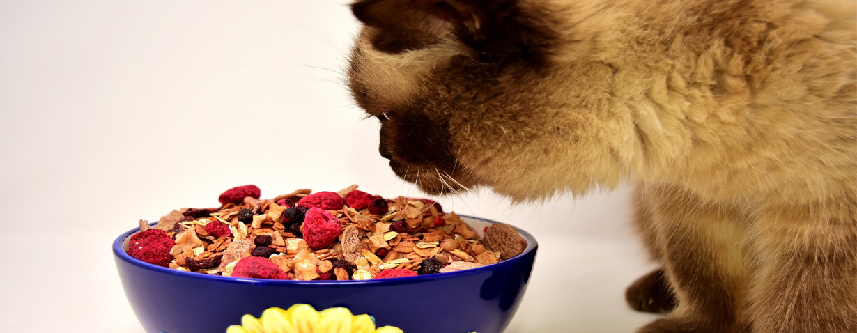 Gesunde Ernährung für Katzen