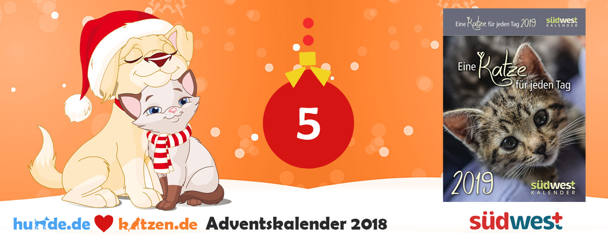 Gewinnspiel: Eine Katze für jeden Tag 2019