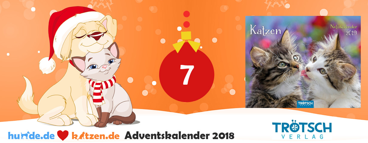 Gewinnspiel: Notizkalender Katzen 2019