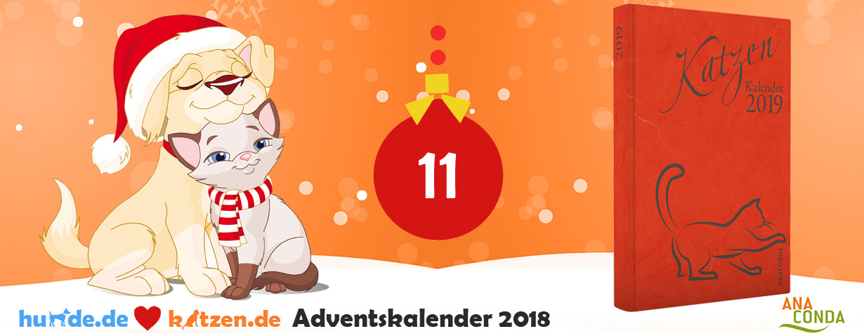 Gewinnspiel: Katzen Kalender 2019