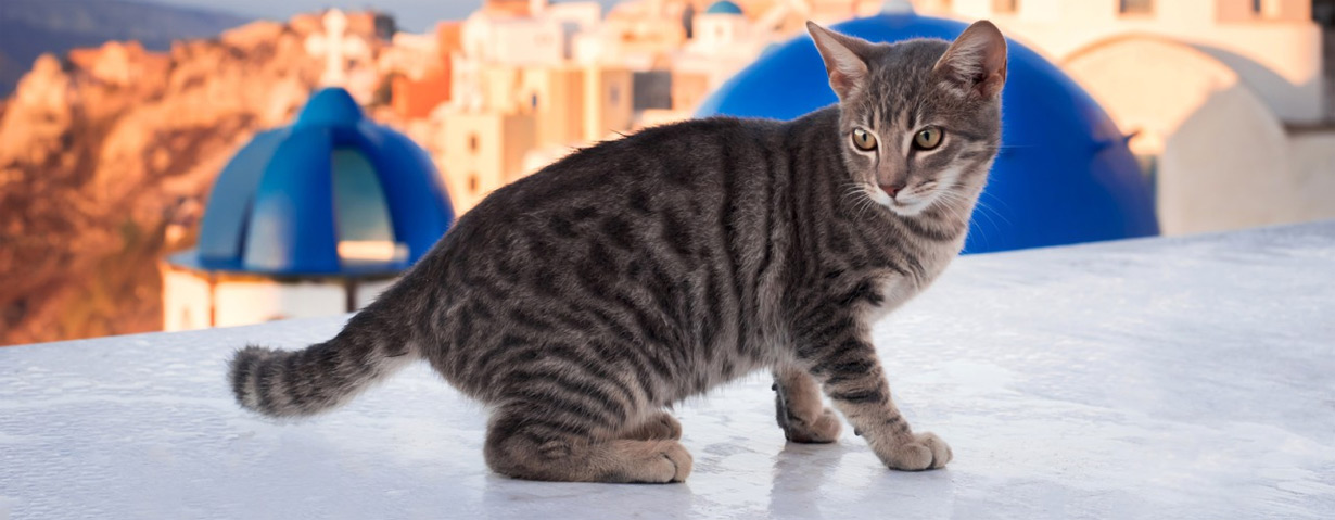 Geschenktipp: Katzenkalender "Santorini Cats 2019" verschenken und Katzen helfen