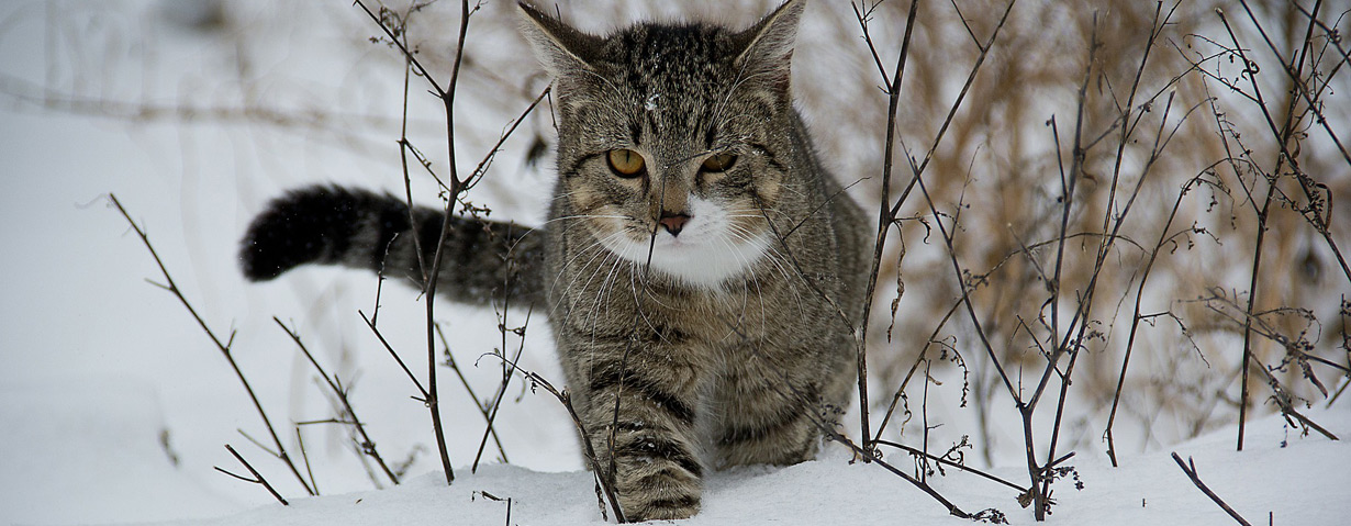 Katze Schläft Nur Noch Winter