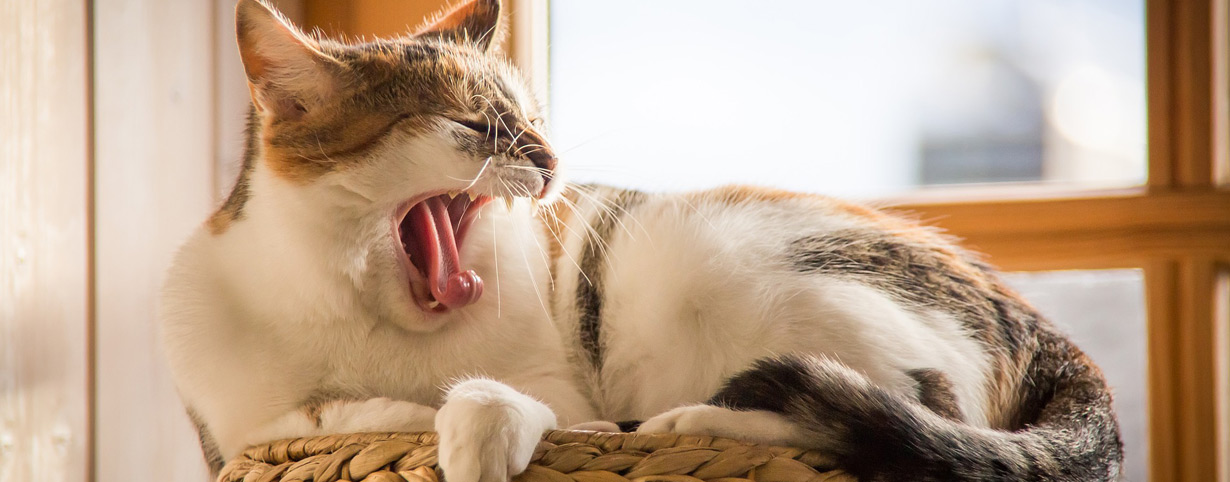 Katzen lieben Gemütlichkeit