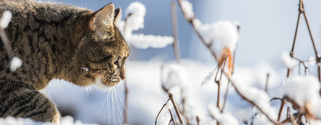 Auf Samtpfoten durch den Winter - VIER PFOTEN gibt Tipps für Freigängerkatzen in der kalten Jahreszeit