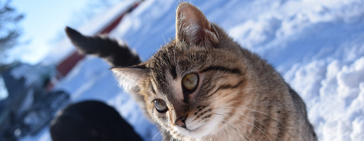 Tiere benötigen bei Frostwetter Schutz und Fürsorge – PETA gibt Tipps für die Versorgung von im Freien lebenden Tieren