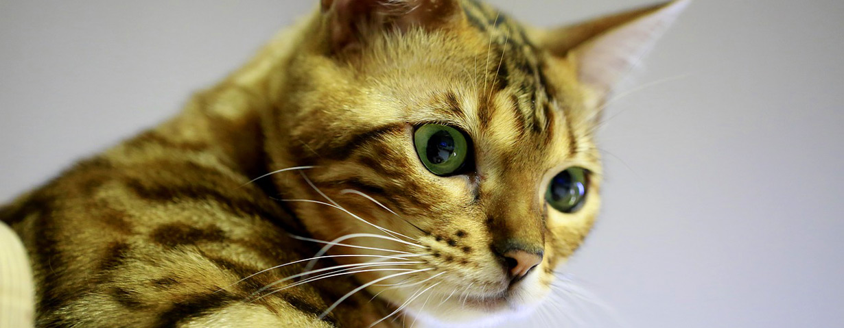 Die richtige Katzentoilette: Standort, Größe, Sauberkeit – PETA-Expertin gibt Tipps