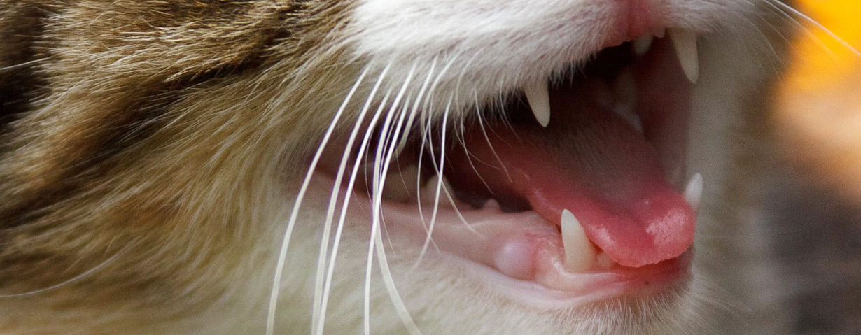 Kraftvoll Zubeißen – VIER PFOTEN gibt TIPPS zur richtigen Zahnpflege bei Hunden und Katzen