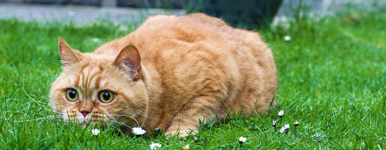 Achtung, Flohzeit! PETA-Expertin gibt Tipps zur Vorbeugung und Behandlung von Flohbefall bei Hund und Katze