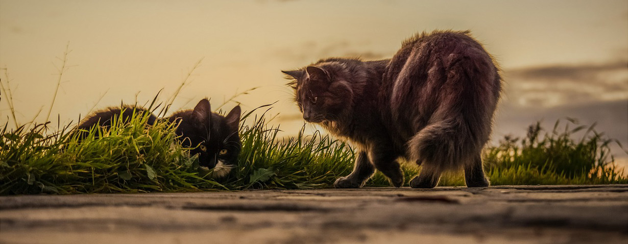 Flöhe bei Katzen bekämpfen