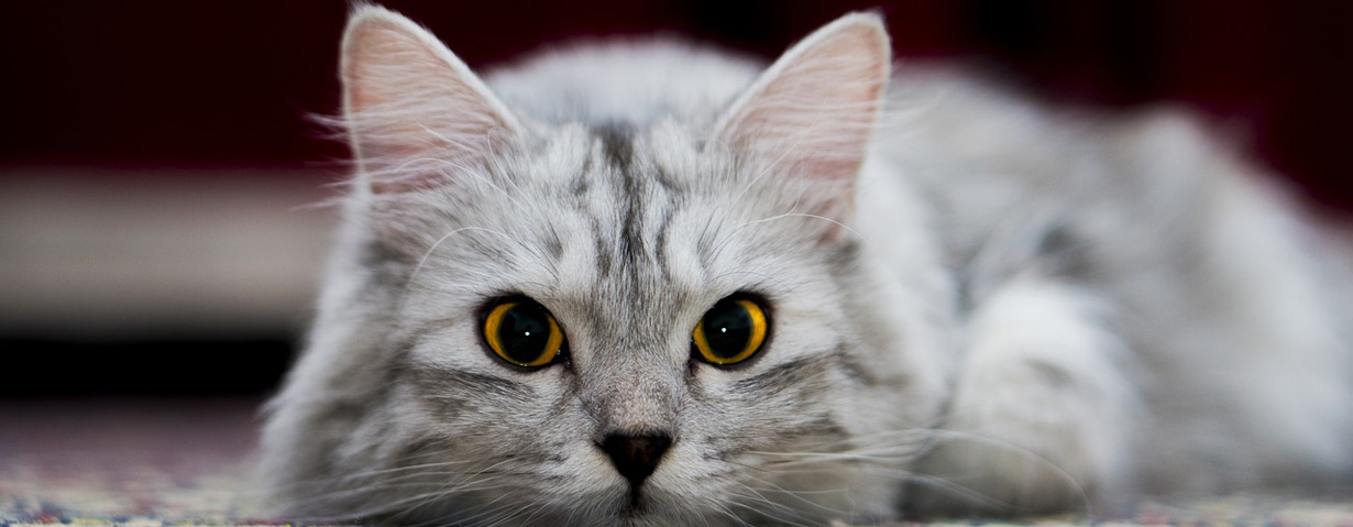 Mit Meerschweinchen, Hund und Katze stressfrei beim Tierarzt