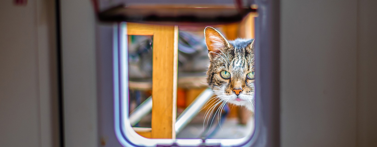 Katzenklappe vor unerwünschten Besuchern schützen