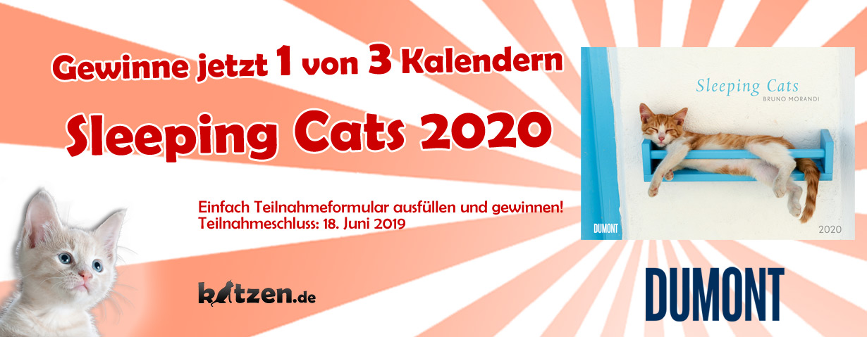 Gewinnspiel: Sleeping Cats 2020 - Wandkalender