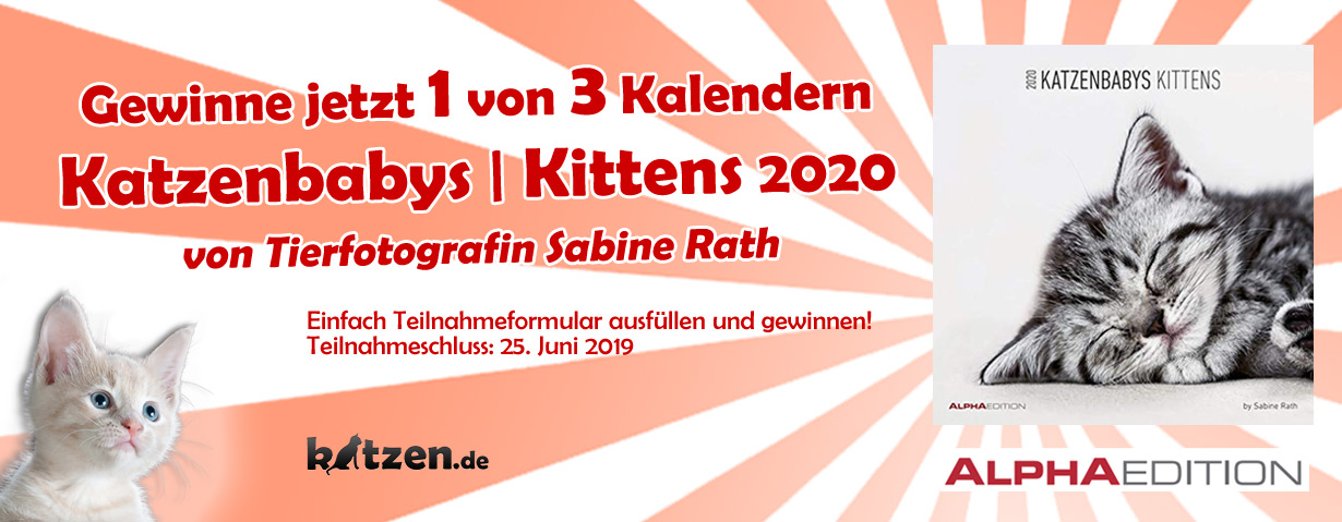 Gewinnspiel: Wandkalender Katzenbabys / Kittens 2020