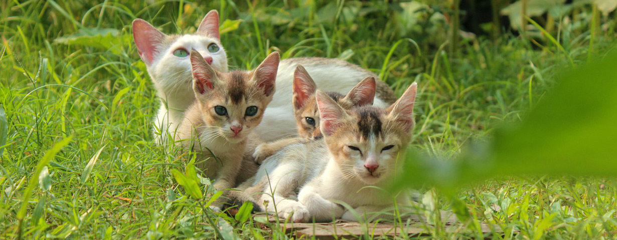 Achtung, Zeckenplage! - Wichtig: Prophylaxe für Hund und Katze