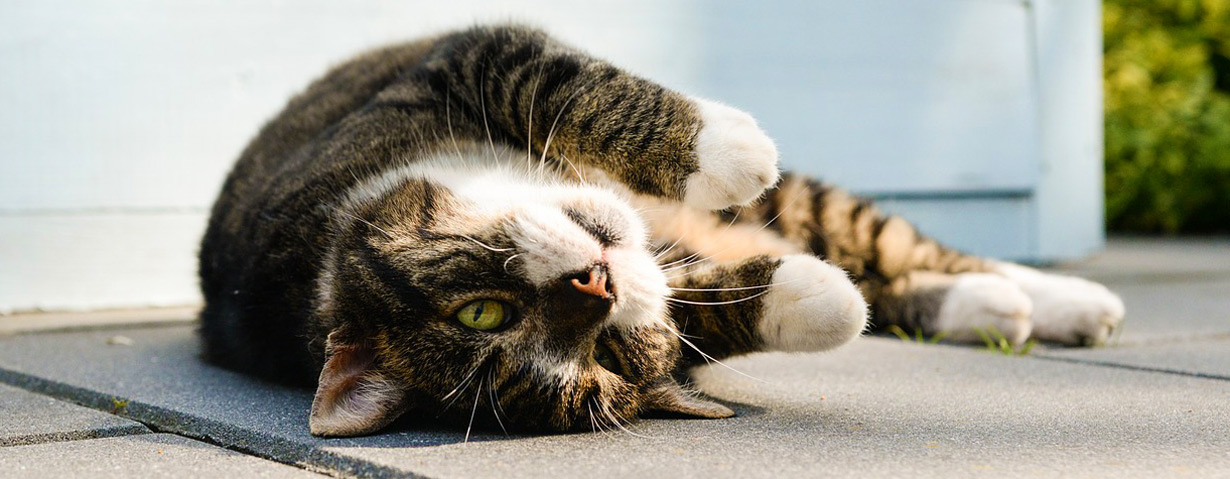 Arthrose – Katzen leiden oft unbemerkt