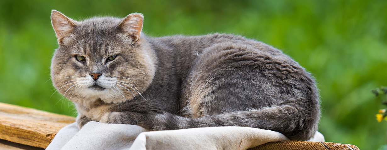 Schnelle Hilfe für Hund, Katze & Co.