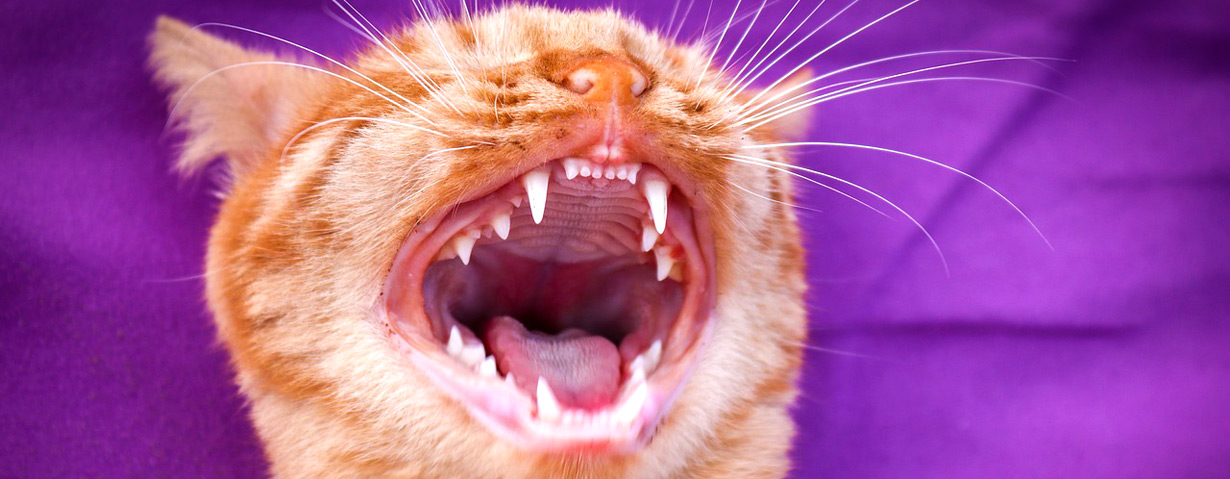 “Puh, du hast Mundgeruch!” – Zahngesundheit bei Haustieren wird häufig vernachlässigt
