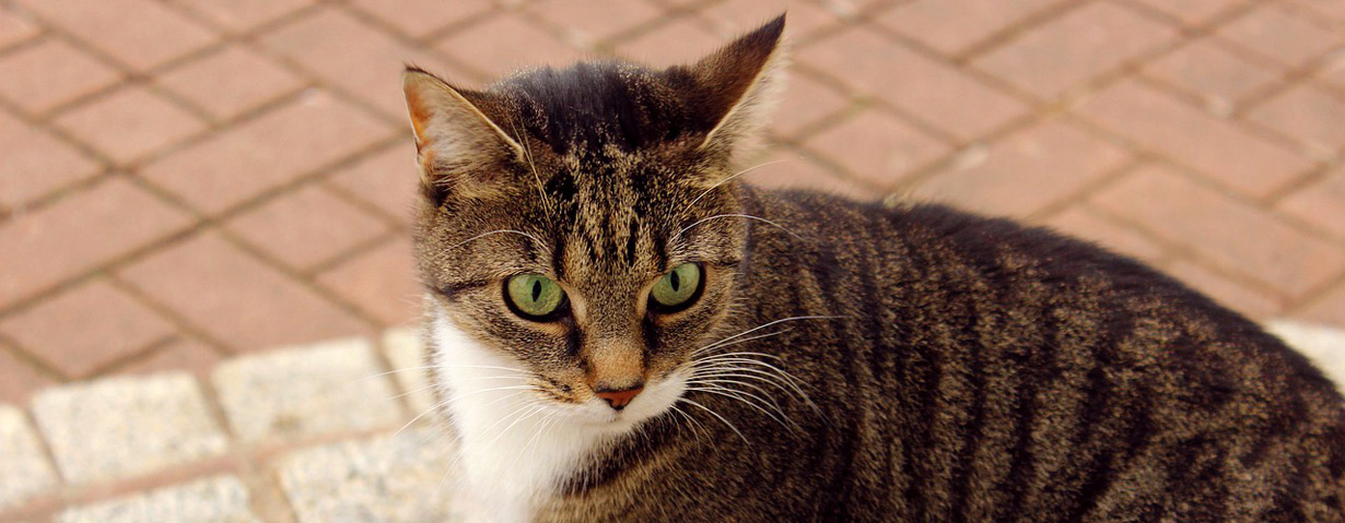 “Zuckerkrankheit” auch bei Hund und Katze