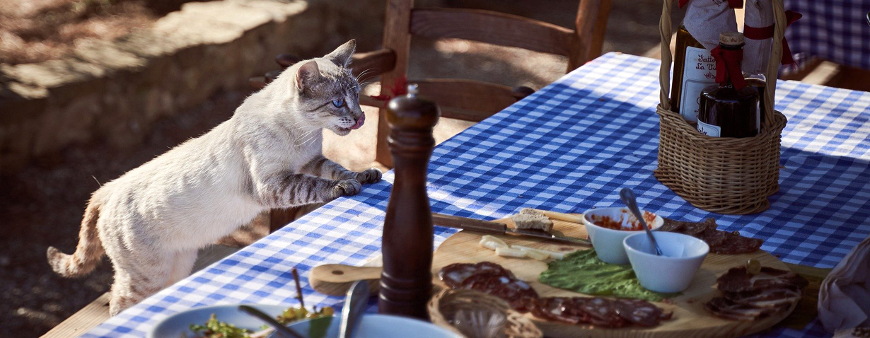 Diese Dinge sind tabu für Katzen