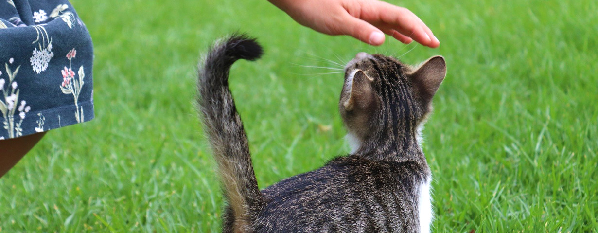 Rat an Tierhalter*innen: Bereits jetzt für den Notfall vorsorgen