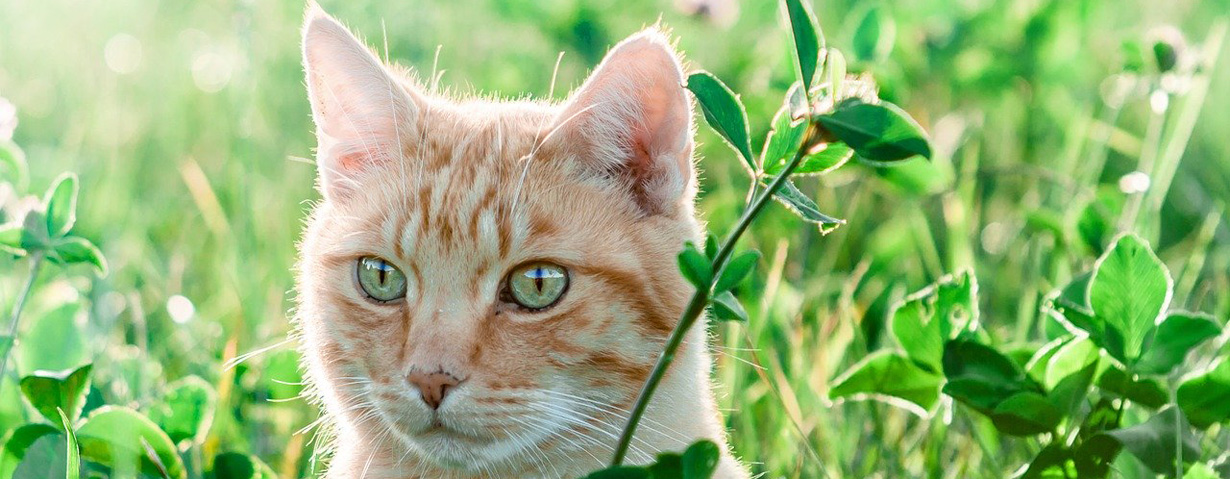 Achtung, Flohzeit! PETA-Expertin gibt Tipps zur Vorbeugung und Behandlung von Flohbefall bei Hund und Katze