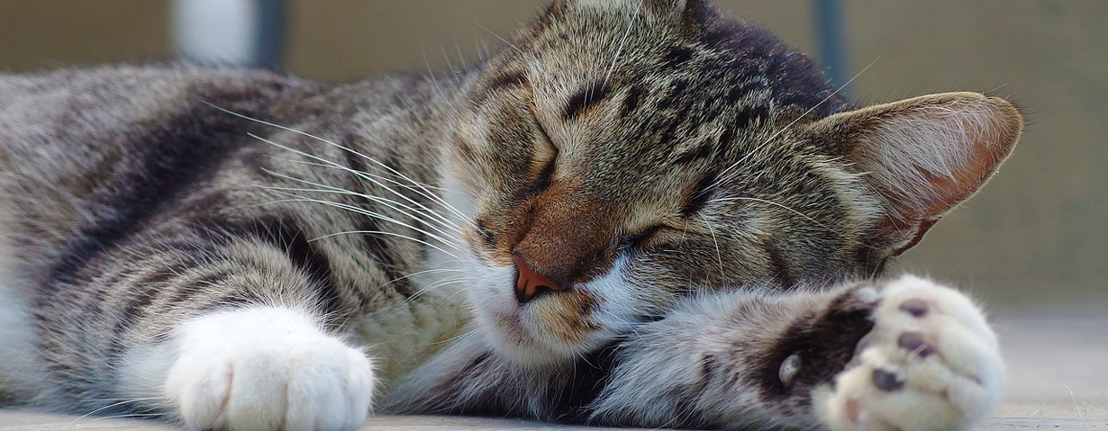 Mit Meerschweinchen, Hund und Katze stressfrei beim Tierarzt