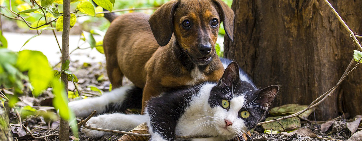 China verbietet den Verkauf von Hunde- und Katzenfleisch