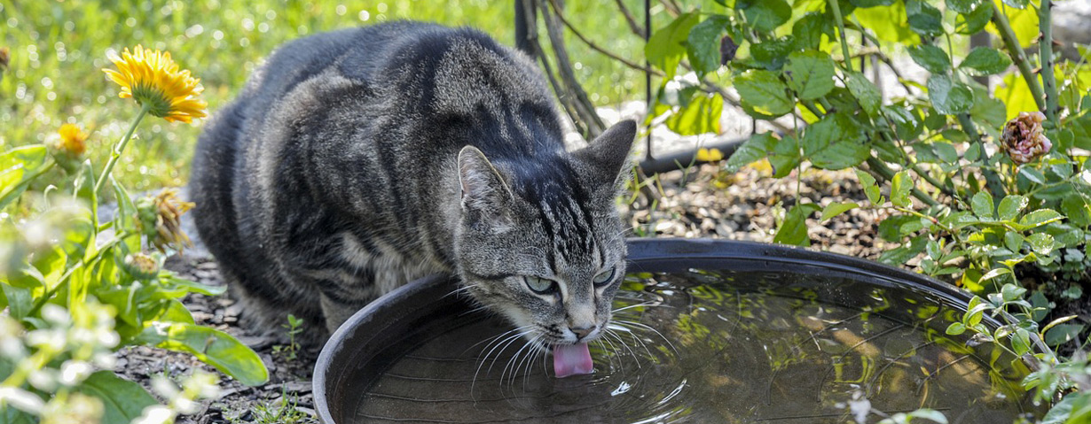 Tiere brauchen Schutz vor großer Sommerhitze